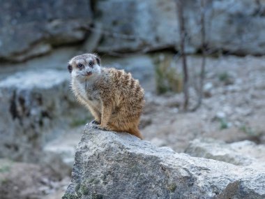 Meerkat sentinel (Suricatta suricata) Opel hayvanat bahçesinde, Koenigstein im Taunus