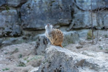 Meerkat sentinel (Suricatta suricata) Opel hayvanat bahçesinde, Koenigstein im Taunus