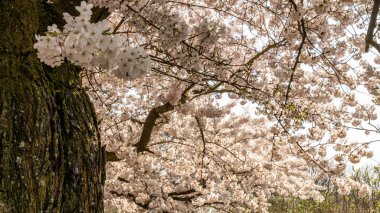 Frankfurt, Hesse, Almanya ve Avrupa 'da Beyaz Kiraz Çiçekleri
