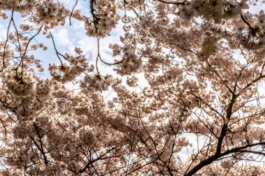 Frankfurt, Hesse, Almanya ve Avrupa 'da Beyaz Kiraz Çiçekleri