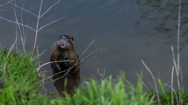 Coypu veya Nutria kemirgen vahşi — Stok fotoğraf