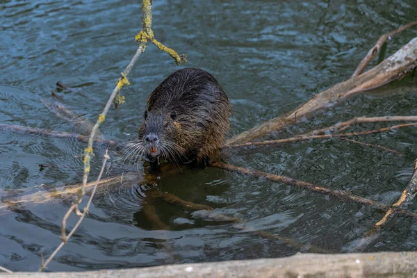 Coypu veya Nutria kemirgen vahşi — Stok fotoğraf