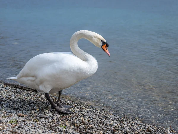 Witte zwaan in water scene — Stockfoto