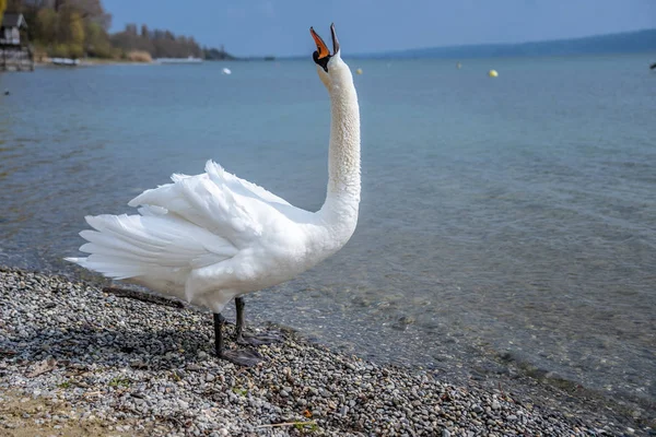 Белый лебедь в воде — стоковое фото