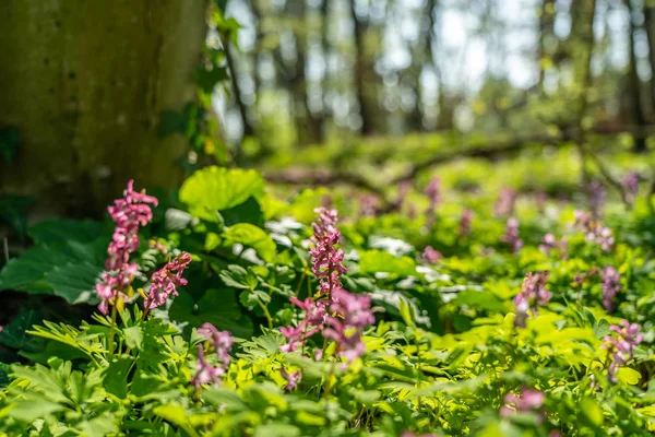 Sinais de flores primavera corydalis em frankfurt, alemanha — Fotografia de Stock