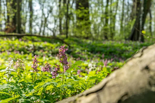 Sinais de flores primavera corydalis em frankfurt, alemanha — Fotografia de Stock