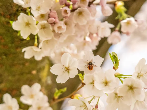 Insekt auf weißen Kirschblüten in Frankfurt, Hessen, Deutschland — Stockfoto