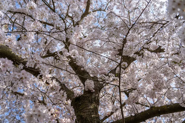 Flores brancas em Frankfurt, Hesse, Alemanha, Europa — Fotografia de Stock