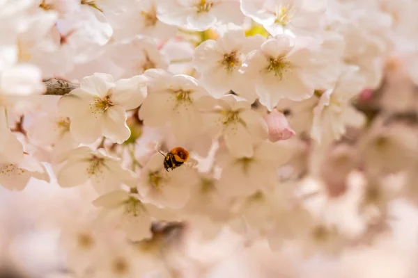 White Cherry blossoms in Frankfurt, Hesse, Germany, Europe — Stock Photo, Image