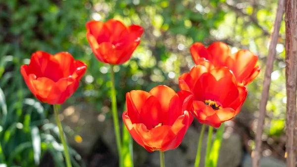 Nahaufnahme roter Tulpen im Frühling, Frankfurt, Deutschland — Stockfoto