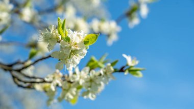 frankfurt elma ağacı çiçeği