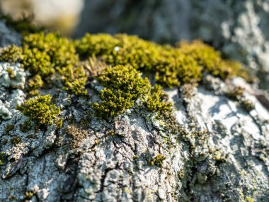 frankfurt elma ağacı çiçeği