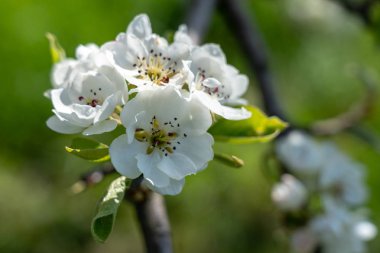 frankfurt elma ağacı çiçeği