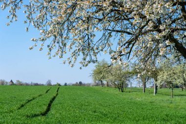 frankfurt elma ağacı çiçeği