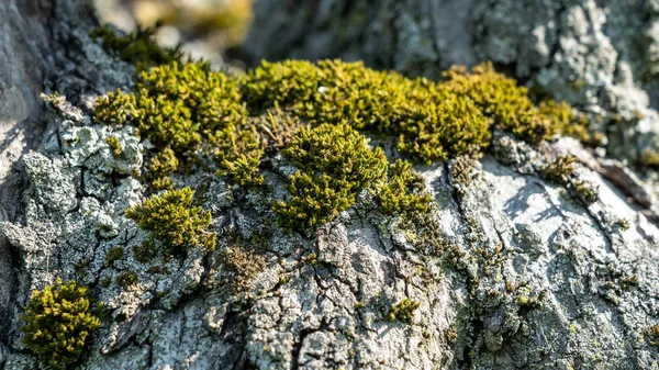 Appelboom bloesem in Frankfurt — Stockfoto