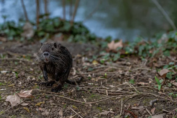 Νεαρός Coypu ή Nutria στην άγρια φύση — Φωτογραφία Αρχείου