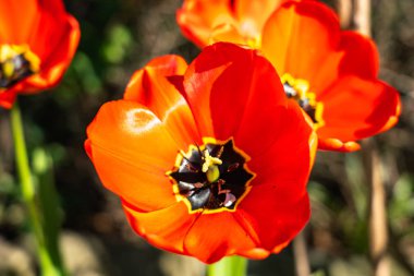 ilkbaharda kırmızı lale yakın, frankfurt, Almanya