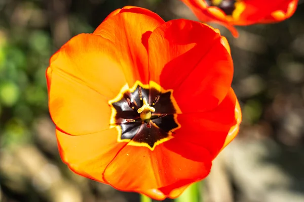 Gros plan des tulipes rouges au printemps, frankfurt, allemagne — Photo