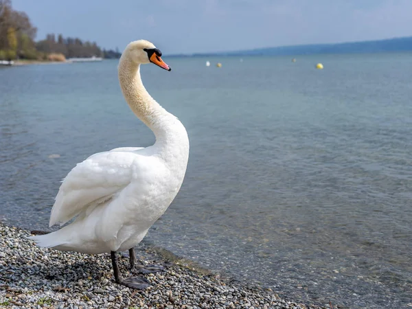 Cisne blanco en escena de agua — Foto de Stock
