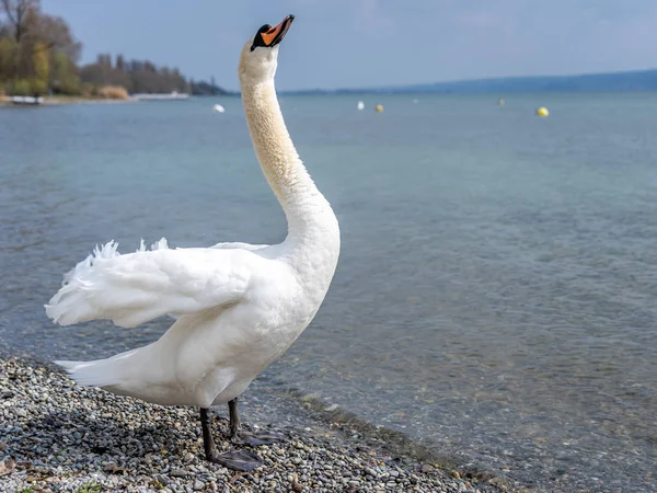 Cisne blanco en escena de agua — Foto de Stock