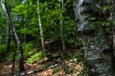 sakson İsviçre'de iz üzerinde huş ağaçları, Almanya