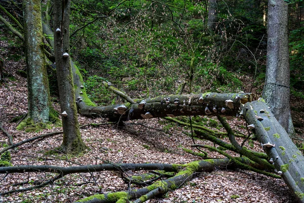 Trail of schwedenloecher in saxon switzerland, germany — Stock Photo, Image