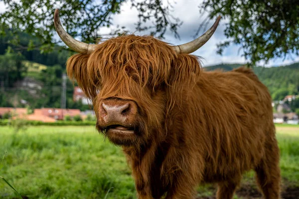 Vache des hautes terres dans la vallée de Kinzig en forêt noire, Allemagne — Photo