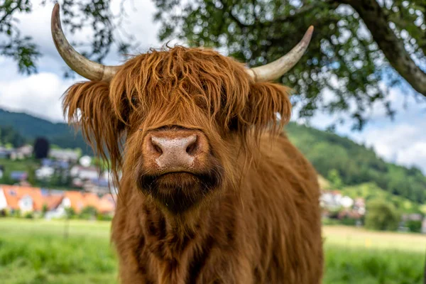 kara ormandaki kinzig vadisinde yayla, Almanya