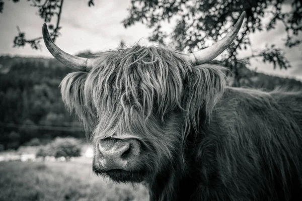 Vaca das terras altas no vale do kinzig na floresta negra, alemanha — Fotografia de Stock