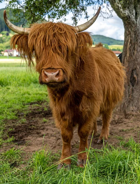 Vache des hautes terres dans la vallée de Kinzig en forêt noire, Allemagne — Photo