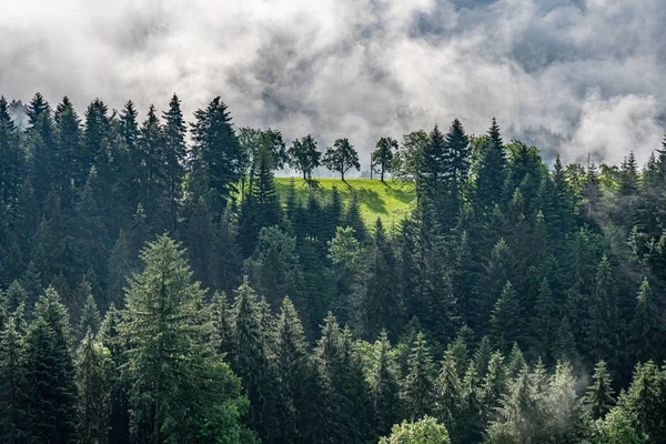 Mystic trees in black forest, germany — Stock Photo, Image