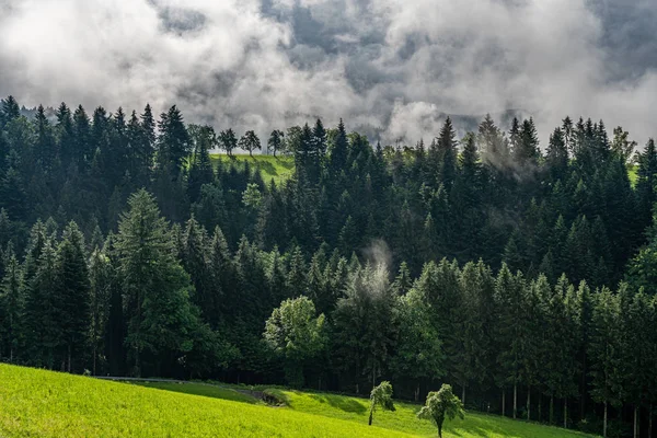 Mystische Bäume im Schwarzwald, Deutschland — Stockfoto