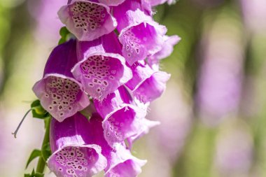 taunus ormanında çiçekli foxglove, Almanya