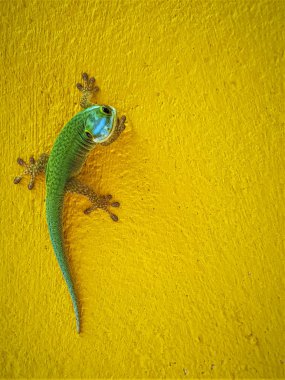 La Reunion adasından yeşil Gecko. Gecko lo'nun yakın çekim resmi