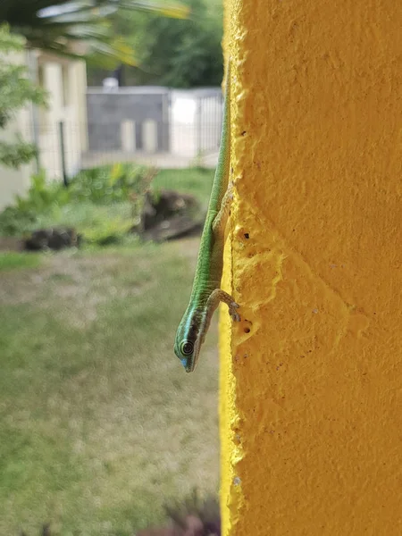 Gecko verde de la isla de la Reunión. Primer plano de imagen de gecko lo — Foto de Stock