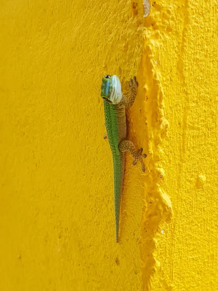 Gecko verde de la isla de la Reunión. Primer plano de imagen de gecko lo — Foto de Stock