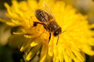 Vahşi arı, sarı bir karahindiba çiçeğinden nektar topluyor Taunus, hesse, Almanya 'da bir çayırda