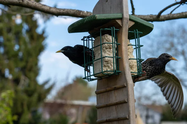 Deux Oiseaux Étourneaux Sur Une Station Alimentation Pour Oiseaux Hesse — Photo