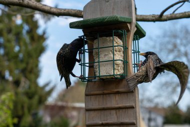 Kuşlar için bir beslenme istasyonunda iki sığırcık kuşu.