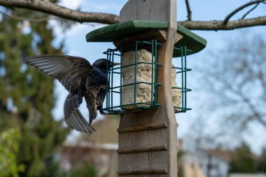 Kuşlar için bir beslenme istasyonunda iki sığırcık kuşu.