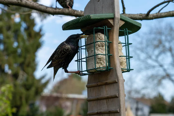 two starling birds on a feeding station for birds, hesse, germany