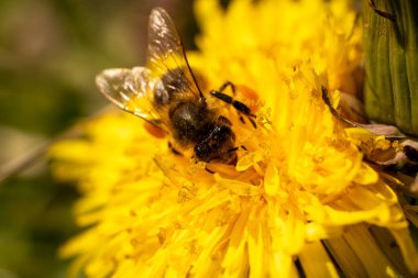 Vahşi arı, sarı bir karahindiba çiçeğinden nektar topluyor Taunus, hesse, Almanya 'da bir çayırda