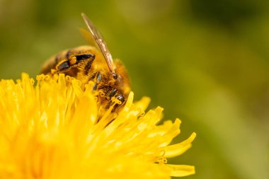Vahşi arı, sarı bir karahindiba çiçeğinden nektar topluyor Taunus, hesse, Almanya 'da bir çayırda