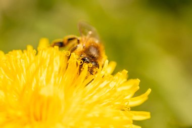 Vahşi arı, sarı bir karahindiba çiçeğinden nektar topluyor Taunus, hesse, Almanya 'da bir çayırda