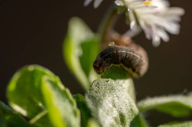Siyah arka planı olan bir papatya çiçeğinin üzerindeki tırtıl.