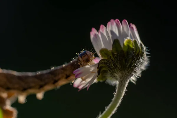 Rups Een Madeliefje Bloem Met Zwarte Achtergrond — Stockfoto