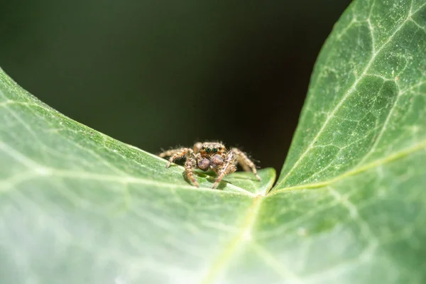 Araignée Sauteuse Marpissa Muscosa Sur Une Feuille Plante Hesse Allemagne — Photo