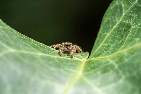 Salto Spider Marpissa Muscosa Una Foglia Pianta Assia Germania — Foto Stock