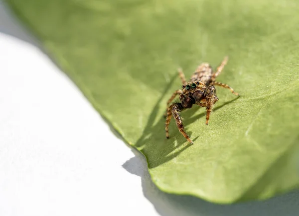 Araña Salto Marpissa Muscosa Una Hoja Planta Hesse Alemania — Foto de Stock