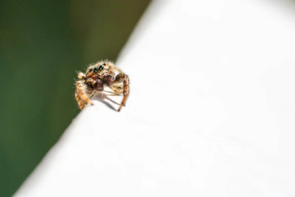 Salto Spider Marpissa Muscosa Una Foglia Pianta Assia Germania — Foto Stock